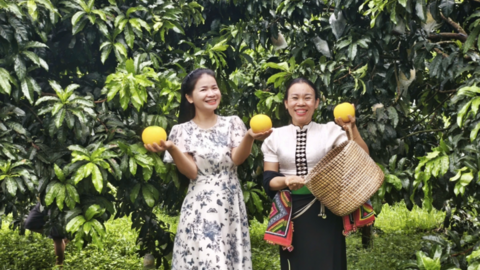 Điện Biên: Vú sữa Hoàng Kim bén rễ đất Mường Ảng, mở hướng làm giàu