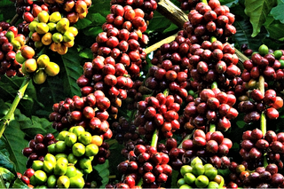 <a href="/kinh-te" title="Kinh tế" rel="dofollow">Kinh tế</a>