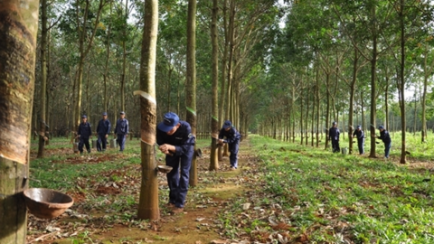 DRI tăng 133% từ đầu năm 2021, Cao su Đắk Lắk lấy ý kiến cổ đông về việc niêm yết trên HNX