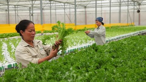 Đưa nông sản Việt vào thị trường Bắc Âu
