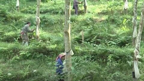 Công ty Cổ phần Cao su Yên Bái bị phạt 147 triệu đồng