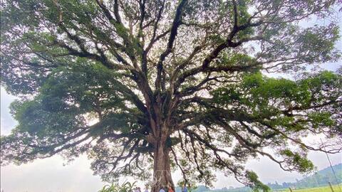 Bảo tồn cây trôi di sản 800 năm tuổi ở Hà Tĩnh