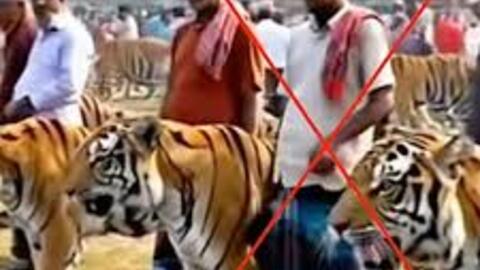 ‘Chợ bán hổ’ ở Bangladesh là thật hay giả?