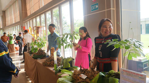 Mở rộng thị trường, nâng tầm thương hiệu sâm Ngọc Linh giúp giảm nghèo