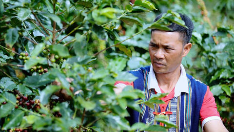 Đồng bào K’Ho gây dựng thương hiệu cà phê OCOP bên sườn núi Chư Mui