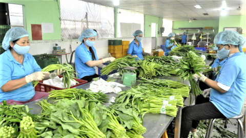 Xuất khẩu rau quả quý I/2026 bứt phá, đa dạng hóa thị trường rõ nét