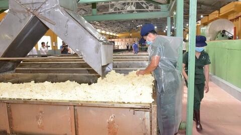 Giá cao su thế giới lên cao nhất 9 năm do giá dầu tăng mạnh