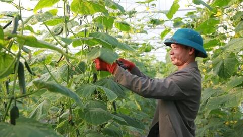 Hợp tác xã - “bà đỡ” sinh kế trong hành trình giảm nghèo bền vững