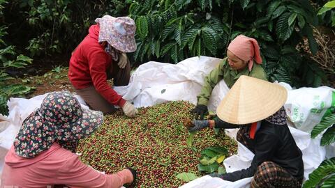 Lâm Đồng chuẩn bị "hộ chiếu xanh" cho cà phê, cao su