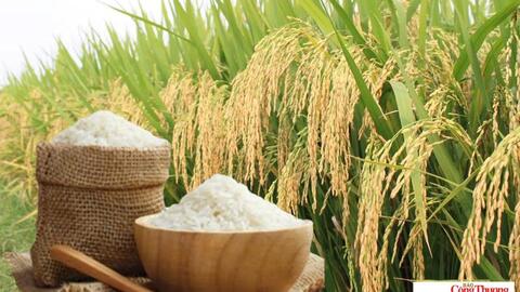 Giá lúa gạo hôm nay ngày 14/7/2026: Lúa tươi đồng loạt tăng mạnh