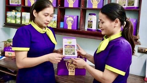 Liên kết chuỗi, xây dựng thương hiệu nâng tầm giá trị chè đất Tổ