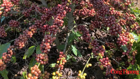 Giá cà phê thế giới tăng trở lại, tồn kho Arabica xuống mức thấp kỷ lục