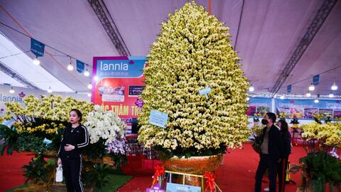 Chiêm ngưỡng chậu lan hồ điệp giá gần 1 tỷ đồng tại Hà Nội