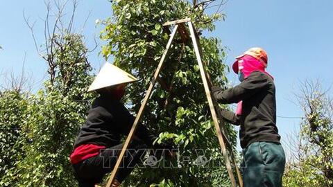 Tiêu được giá vụ đầu xuân