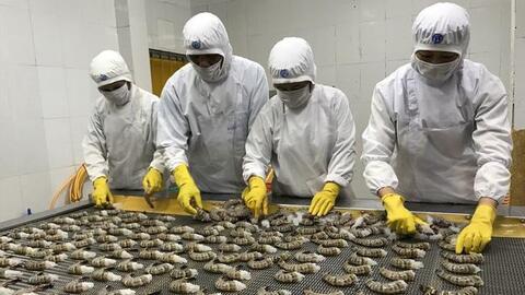 Xuất khẩu tôm sú sang Anh tăng gấp 6 lần