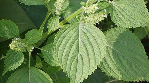 Tía tô kháng khuẩn, kháng virus, chống ung thư