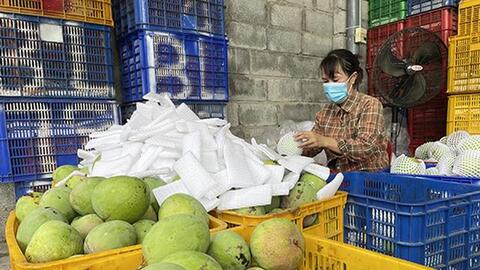 Xoài Cam Lâm rớt giá mạnh