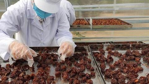 Kỳ vọng từ hợp tác kinh tế Việt - Nhật