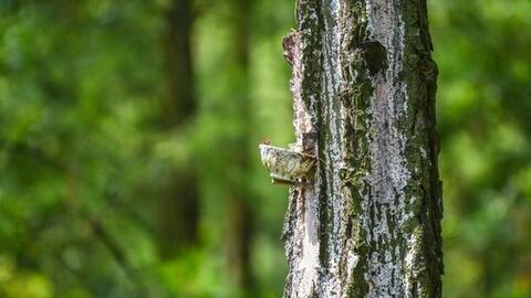 Chiếm tới 70% thị phần nhựa thông Việt Nam, 1 doanh nghiệp liên tục trả cổ tức trên 46%/năm, lãi luôn vượt vốn điều lệ nhưng P/E chỉ ở mức 2 lần