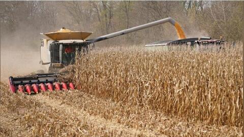 Thị trường nông sản thế giới: Giá gạo Ấn Độ tăng lên mức cao nhất trong 4 tháng