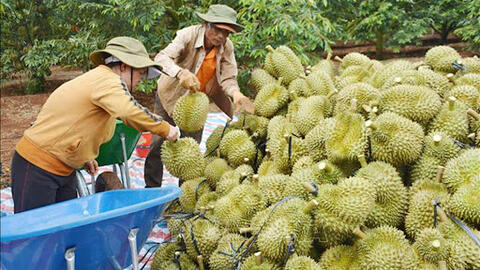 Khẳng định vị thế trái sầu riêng trong ngành hàng xuất khẩu tỷ USD