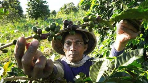 Giá cà phê tăng cao ảnh hưởng đến người tiêu dùng châu Á