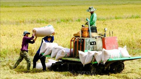 Thị trường nông sản: Nguồn cung lúa gạo đang giảm