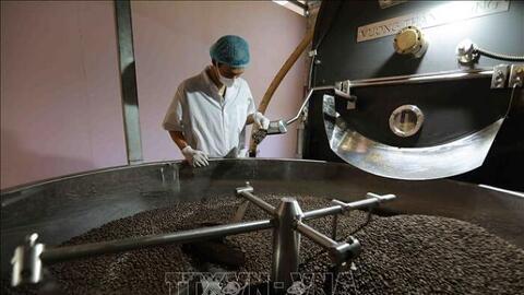 Cà phê 'ngóng trông' tín hiệu mùa vụ