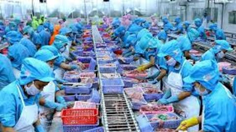Nếu thuế đối ứng trên 10%, xuất khẩu thuỷ sản 2025 có nguy cơ chỉ còn 9 tỷ USD