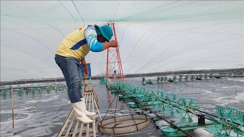 Nuôi tôm xen vườn dừa cho hiệu quả kinh tế gấp từ 2-3 lần