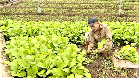 Hà Nội triển khai quy định mới tại các vùng sản xuất nông nghiệp tập trung