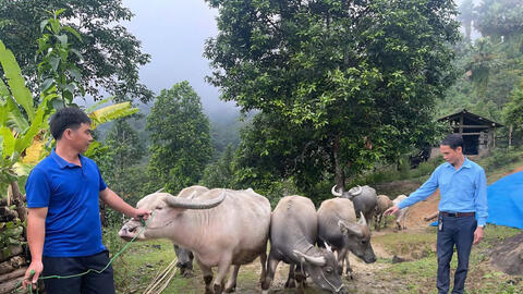 Làm giàu từ mô hình kinh tế hộ gia đình tại Khuôn Lùng