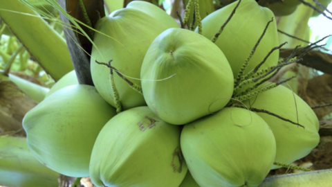 Ngành dừa Vĩnh Long bứt phá, hướng tới xuất khẩu 500 triệu USD