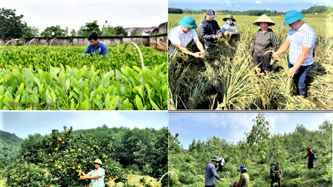 Tuyên Quang tái cơ cấu nông nghiệp, nâng cao giá trị sản xuất