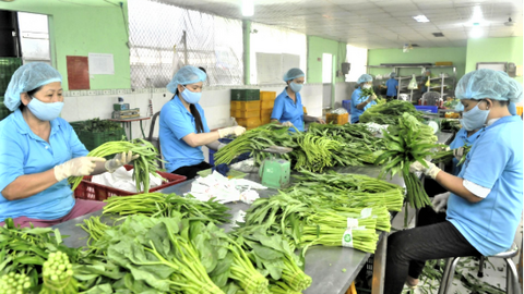 Xuất khẩu rau quả quý I/2026 bứt phá, đa dạng hóa thị trường rõ nét