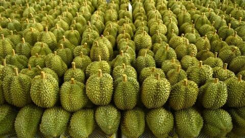 Ngành sầu riêng Việt Nam nâng chất tăng trưởng, củng cố xuất khẩu bền vững
