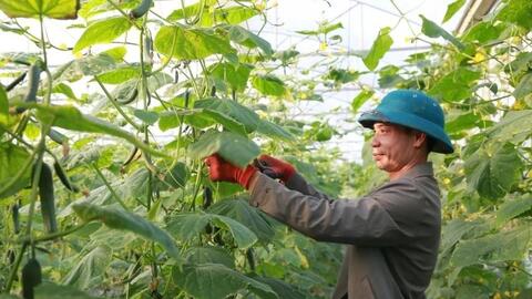 Hợp tác xã - “bà đỡ” sinh kế trong hành trình giảm nghèo bền vững