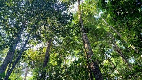 Gia Lai sáp nhập 14 công ty lâm nghiệp thành doanh nghiệp siêu lớn, vốn điều lệ hơn 287 tỷ đồng
