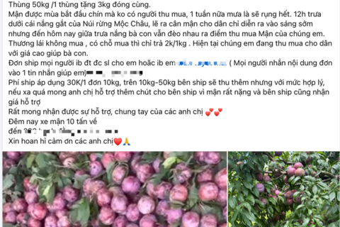 Mận hậu Mộc Châu giá 2.000 đồng/kg, vắng bóng người mua, cần giải cứu?