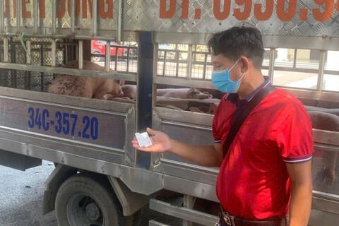 Phát hiện vụ vận chuyển lợn nhiễm dịch tả đang trên đường đi tiêu thụ