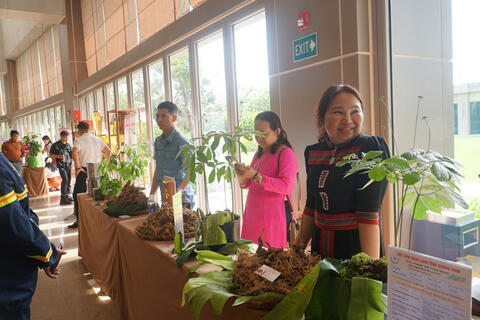 Mở rộng thị trường, nâng tầm thương hiệu sâm Ngọc Linh giúp giảm nghèo