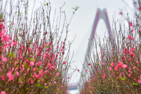 Thời tiết cả nước dịp Tết Nguyên đán 2026 diễn biến thế nào?