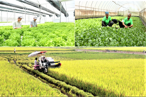 Hà Nội tái cơ cấu nông nghiệp theo chuỗi giá trị, hướng tới an toàn và bền vững