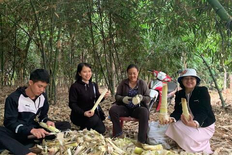 Đắk Lắk: Đánh thức tiềm năng cây tre, hướng tới ngành hàng kinh tế xanh