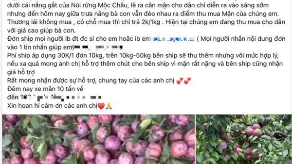 Mận hậu Mộc Châu giá 2.000 đồng/kg, vắng bóng người mua, cần giải cứu?