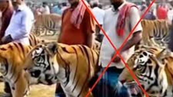 ‘Chợ bán hổ’ ở Bangladesh là thật hay giả?
