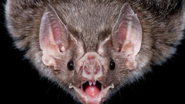 TPHCM: Giám sát y tế 24/7 tại cửa khẩu để phòng virus Nipah