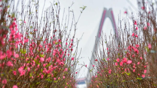 Thời tiết cả nước dịp Tết Nguyên đán 2026 diễn biến thế nào?