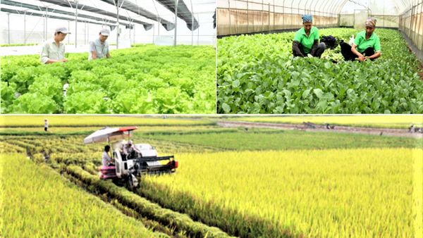 Hà Nội tái cơ cấu nông nghiệp theo chuỗi giá trị, hướng tới an toàn và bền vững