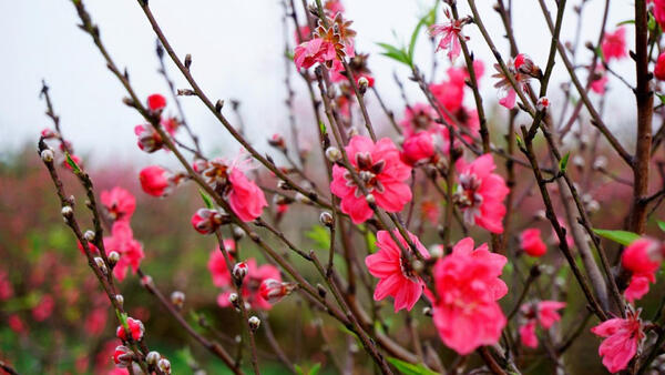 Thời tiết Hà Nội và các miền trên cả nước dịp Tết Nguyên đán diễn ra thế nào?